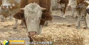 選優(yōu)品種改進(jìn)飼料 圈養(yǎng)牛羊效益好